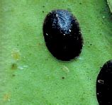 TNAU Agritech Portal :: Crop Protection