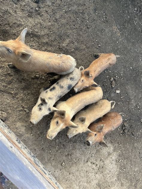 COOKTOWN CAMPOUT - Campground Reviews & Photos - Tripadvisor