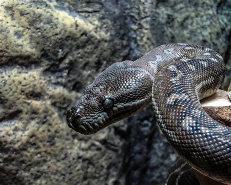 Image result for Centralian Python