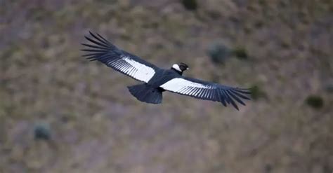 Pair Of Andean Condors Spotted In Ecuador