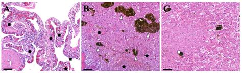 A Case of Mortality Caused by Aeromonas hydrophila in Wild-Caught Red ...