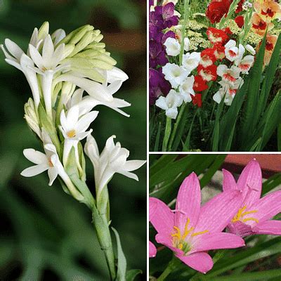 Buy Year Round Bulbs ( 30 Bulbs Pack) online from Nurserylive at lowest ...