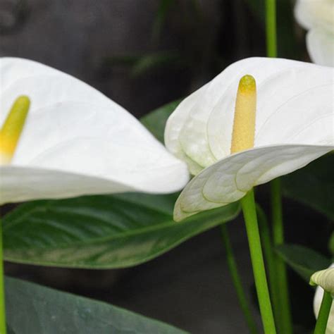 Anthurium Andreanum White - Gift Plants – Exotic Flora