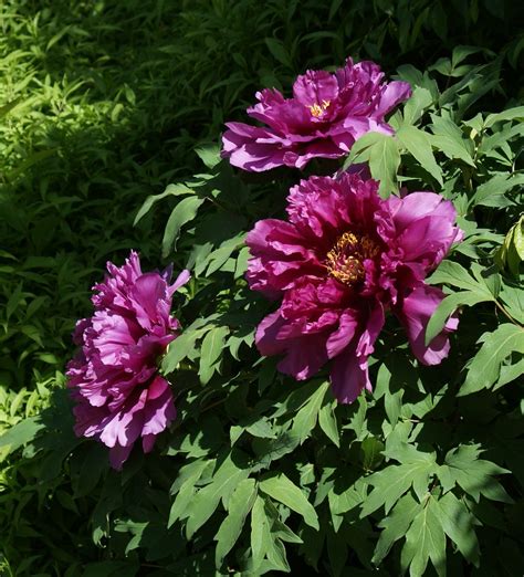 Visit My Garden: Japanese Tree Peonies at Olbrich