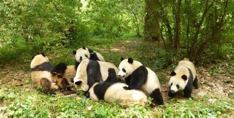 成都大熊猫繁育研究基地门票,成都大熊猫繁育研究基地门票预订,成都大熊猫繁育研究基地门票价格,去哪儿网门票