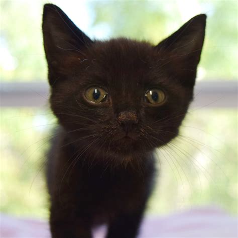 Adopt Cheryl Ann Today - Find Paw Pal