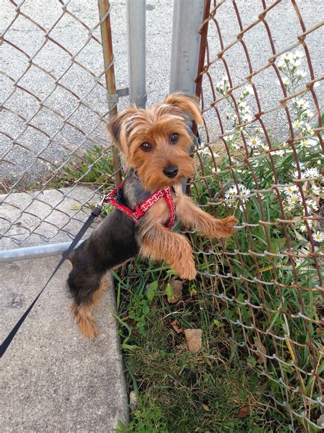 Craigslist Honolulu Dogs | oahu pets - JZQUW