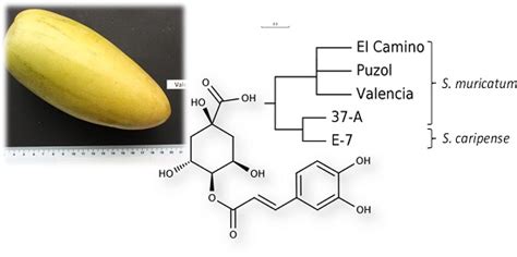 Phenolic Profile and Biological Activities of the Pepino (Solanum ...