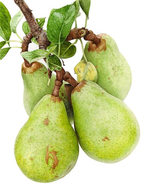 Image result for Anna Mason Tutorials Pear
