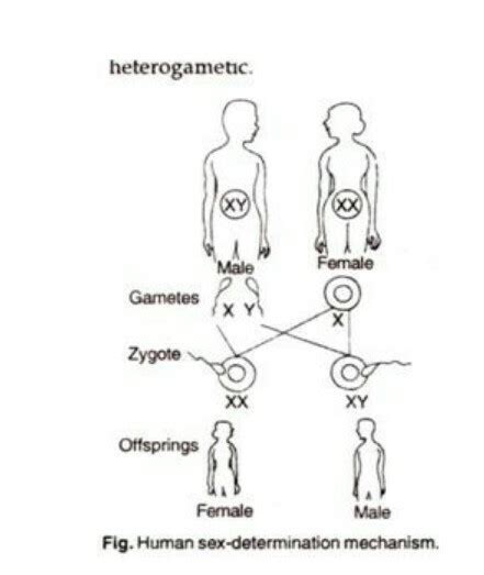how is sex determined in human beings ? explain with help of flow chart ...