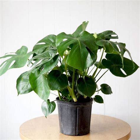 Buy Monstera Plants online from Nurserylive at lowest price.