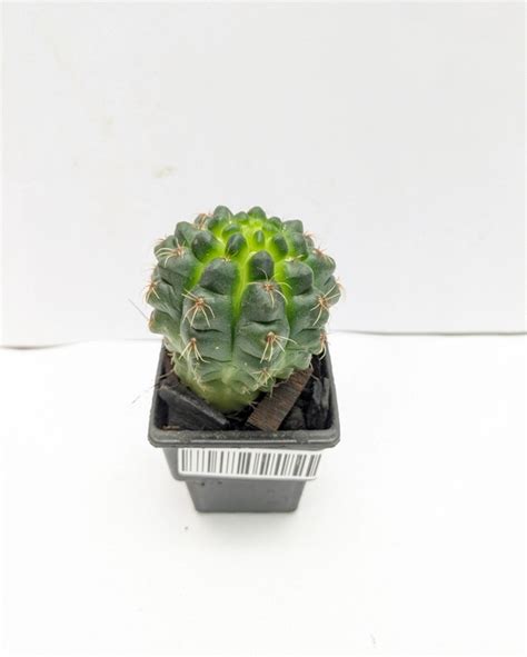 Buy Indiana Head Cactus Online | Top Quality Cacti