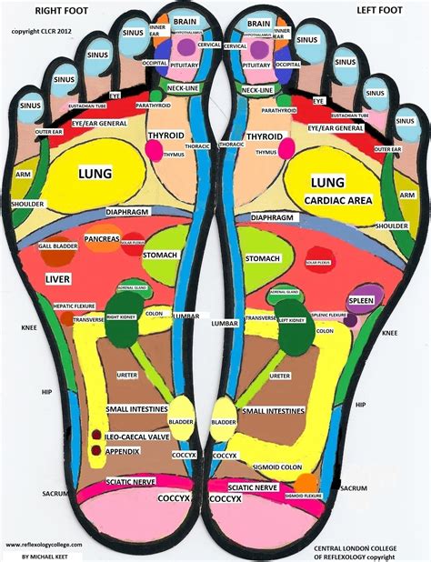 Reflexology Foot Chart Printable