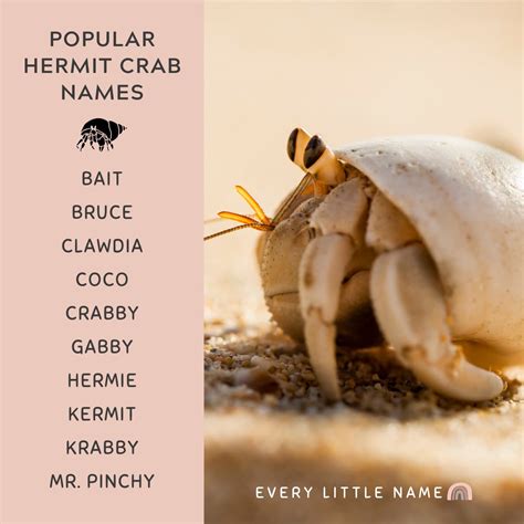 Cute Hermit Crab Names