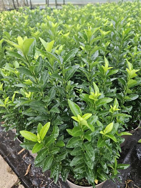 Euonymus japonicus 'Green Spire' | Shop Euonymus | Proctors Nursery