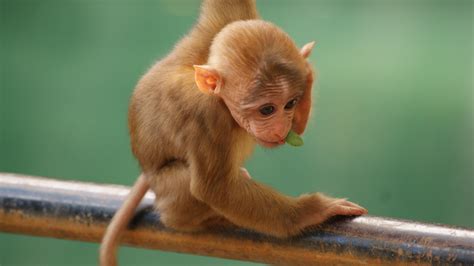 壁纸 小猴子，可爱的动物 3840x2160 UHD 4K 高清壁纸, 图片, 照片