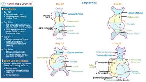 Embryology: Heart Tube Looping | ditki medical & biological sciences