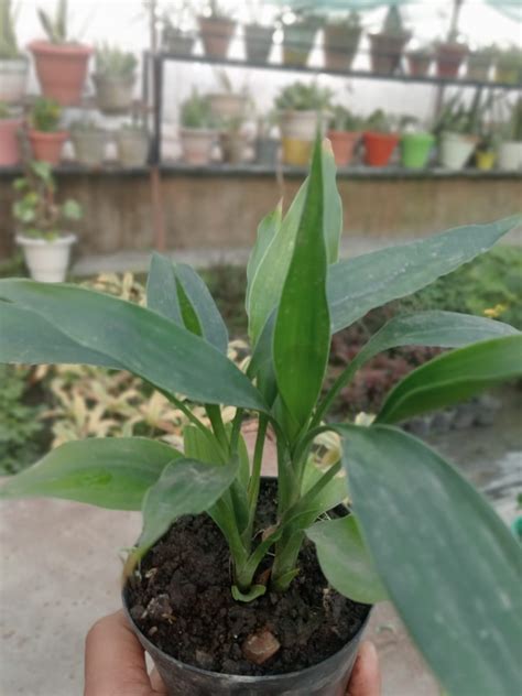 Cast Iron Plant (With Soil, Plant & Pot) – Kumaun Plants