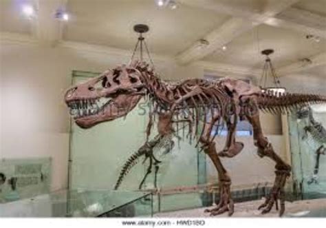 Dinosaur Museum, missouri, United States Of America - Top Attractions ...