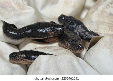 Image result for Baby Diamond Python