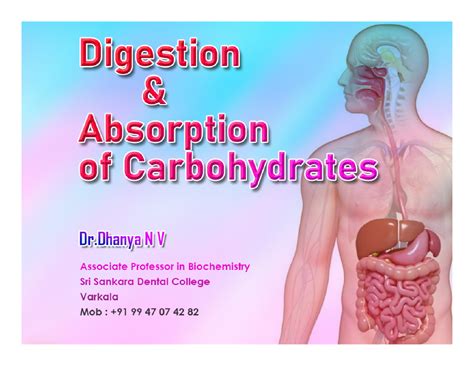 Digestion and absorption - Digestion of Carbohydrates The process of ...