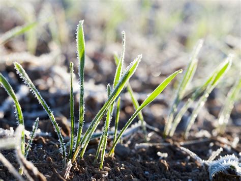 Does Frost Kill Oats And How To Protect Your Crop