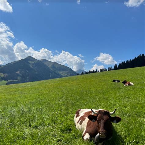 The Laid-Back 3: Old and special Animal Breeds in the Glemmtal