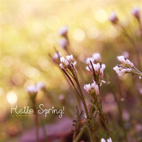 Image result for Hello Spring Scene