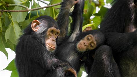 Chimpanzee | San Diego Zoo Animals & Plants - genus of chimpanzee