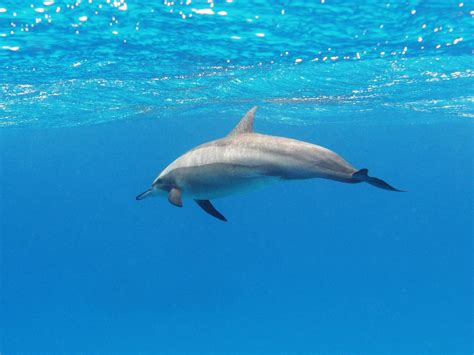16 Amazing Spinner Dolphin Facts - Facts.net