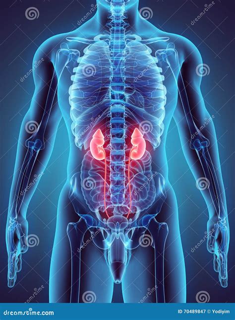 3D Illustration of Urinary System. Stock Illustration - Illustration of medicine, physiology ...
