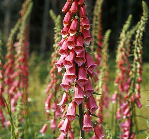 Foxglove | Description, Poison, Uses, & Digitalis | Britannica