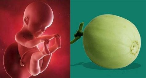 几张图告诉你：孕1~40周胎儿像什么蔬果，原来他们的发育这么神奇_小宝宝