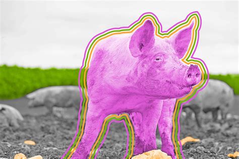 Pigs don't sweat. - Interesting Facts