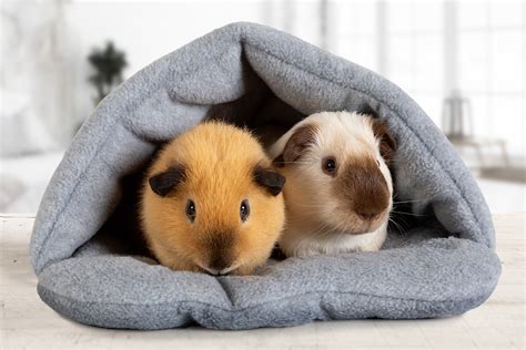 Vet Care | Niles Animal Hospital & Bird Medical Center in Niles, IL