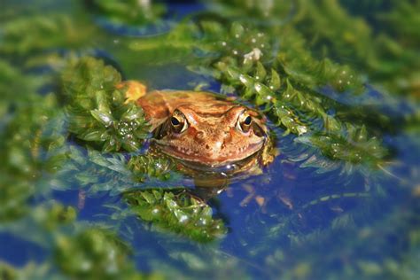 Wetland Animals In The Northwest