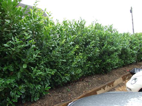 Image result for skip laurel hedge | Backyard trees, Plants, Garden shrubs