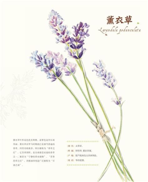 手绘 彩铅画 色铅笔 飞乐鸟 本草绘 植物 (With images) | Glass vase, Flowers, Lavender