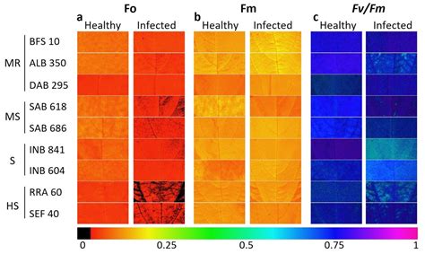 Chlorophyll Fluorescence Imaging as a Tool for Evaluating Disease ...
