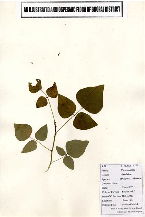 Virtual Herbanium