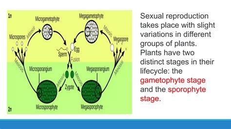 Development of male gametophyte | PPTX