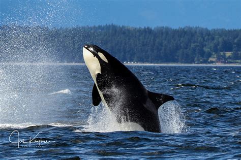 Are Orca Whales Dangerous To Humans?