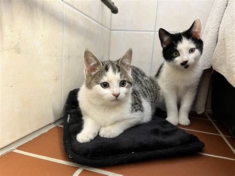 Athos & Aramis, D‘ Artagnan & Porthos – Kitten | Tierheim Henstedt-Ulzburg