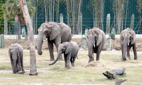 ZooTampa in Tampa | VISIT FLORIDA