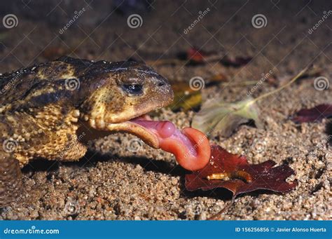 Image result for Common Toad Eating