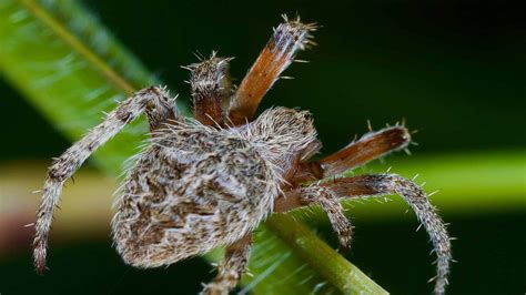 Barn Spider Animal Pictures | A-Z Animals