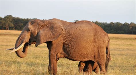 MARA TRIANGLE (2025) All You Need to Know BEFORE You Go (with Photos ...