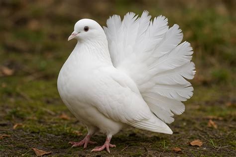 Old German Owl · Pigeon