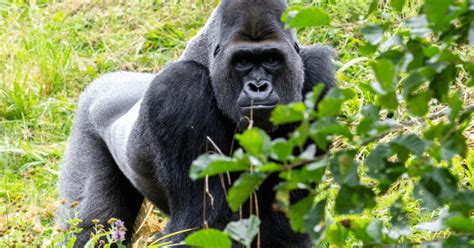 Image result for Gorilla Vs Python Fight