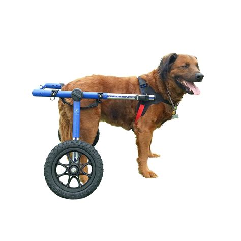 Legged Dog With Wheels Florida Students Build Wheelchair For